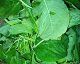Foto langkah ke 1 dari resep Sayur Bayam.