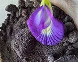 Foto langkah ke 2 dari resep Garam Biru Bunga Telang.