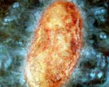 A picture of step 8 of Unnakai / Unnakaya.