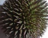 Foto langkah ke 8 dari resep Sokko Durian / Ketan Kuah Durian.