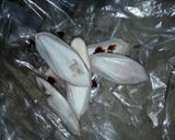 Foto langkah ke 1 dari resep Tumis Cumi hitam/ikan nos.