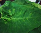 A picture of step 1 of Colocasia Leaves Patra / Gujarati Arbi Patra.