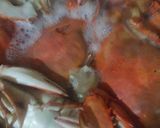 Foto del paso 3 de la receta: Jaibas