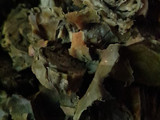 પાત્રા (Patra Recipe In Gujarati)