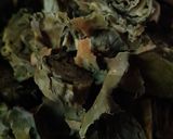 પાત્રા (Patra Recipe In Gujarati) રેસીપી સ્ટેપ2ફોટો