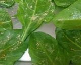 A picture of step 3 of Spinach fritters.