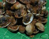Foto langkah ke 3 dari resep Rica-rica Kerang.