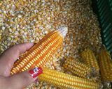 Foto del paso 1 de la receta: Tanelas