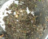 A picture of step 1 of Khandeshi Masala Khichdi.