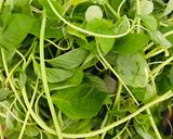 A picture of step 1 of Thotakura allam karam/Amaranth leaves curry cooked in milk#greenveg.