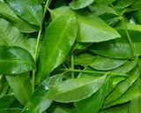 Hình bước làm 4 của món Đậu rồng bóp xổi