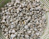 Hình bước làm 1 của món Hến Xào Rau Muống