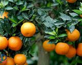 عکس مرحله 1 از دستور آب نارنج🍊