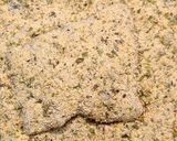 Foto del paso 2 de la receta: 🐱Miau🐱!! Milanesa de gato!