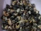 🌟🌀nem ốc lá lốt 🐚🌟