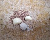 Foto langkah ke 1 dari resep Peyek kacang senemune.
