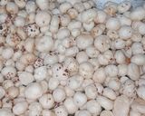 रोस्टेड मखाना (Roasted Makhana recipe in Hindi) रेसिपी चरण 2 फोटो