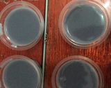 Foto langkah ke 5 dari resep Puding puyo simple.