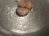Habas frescas guisadas