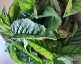 Une image de l'étape 2 de Thé vert à la menthe sans théière.