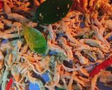 A picture of step 9 of Vietnamese Lemongrass Chicken Jerky with Lime Leaves.