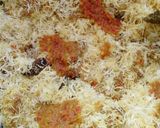 Foto langkah ke 8 dari resep Serundeng Daging Sederhana.