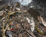 Foto langkah ke 5 dari resep Balakutak Cumi Hitam.