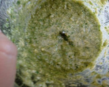 Foto del paso 2 de la receta: Espaguetis al pesto de cilantro