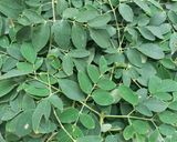 A picture of step 1 of Moringa Salad.