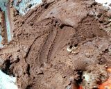 Foto langkah ke 2 dari resep Choco chips cookies.