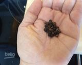 Foto del paso 5 de la receta: Carne guisada