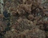 A picture of step 1 of Coconut chocolate lolipops 😃.