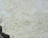 Foto del paso 6 de la receta: Tarta de cebolla y queso con masa integral