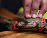 Foto langkah ke 1 dari resep Kepiting Kari.