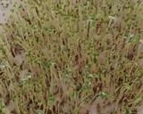 Foto del paso 4 de la receta: Germen de Chía,🌱🌱🌱