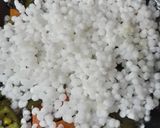 সাবু দানার খিচুড়ি (sabu danar khichuri recipe in bengali) রেসিপি ধাপ - 3 ছবি