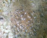 Foto del paso 4 de la receta: Arroz Árabe