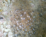 Foto del paso 4 de la receta: Arroz Árabe