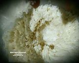 A picture of step 2 of Soft n fluffy stuffed buns without oven #ramadankitayari.