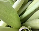Foto del paso 3 de la receta: Tamales de elote