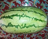 A picture of step 1 of Watermelon smoothie.