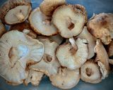 Foto del paso 1 de la receta: Sartén de setas shiitake con arroz