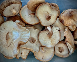Foto del paso 1 de la receta: Sartén de setas shiitake con arroz