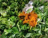 A picture of step 2 of Methi thepla.