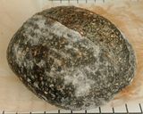 Foto langkah ke 16 dari resep Charcoal Wijen Sourdough Bread.