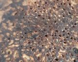 Foto del paso 4 de la receta: Panqueques de chocolate