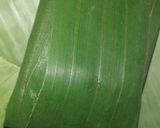 Foto langkah ke 5 dari resep Nagasari Nangka.