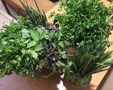 عکس مرحله 1 از دستور نگهداری سبزی به روش هیدروپونیک