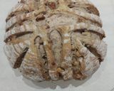 Foto langkah ke 7 dari resep Walnut Bread with truffle oil.