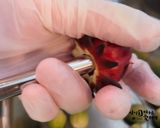 植物界紅寶石,在家DIY超簡單「洛神花蜜餞」的食譜步驟7照片